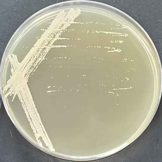 Streptomyces-BNCC