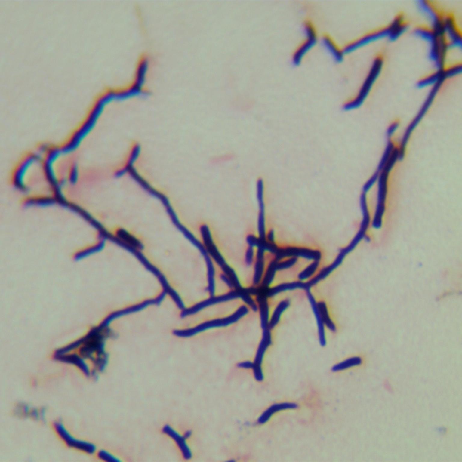 Streptomyces-BNCC