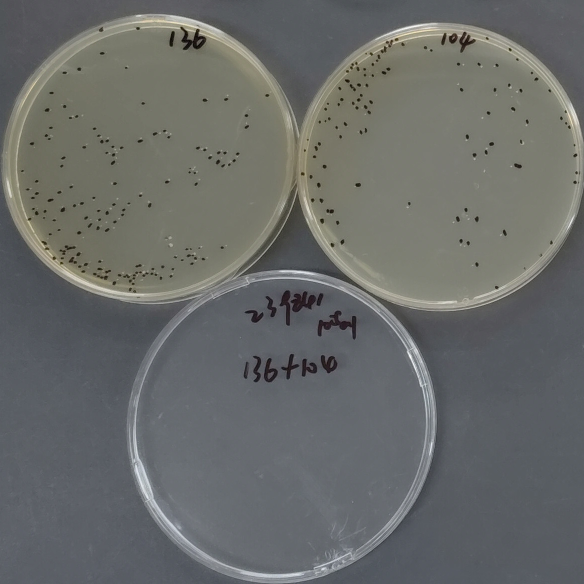 Bacillus subtilis-BNCC