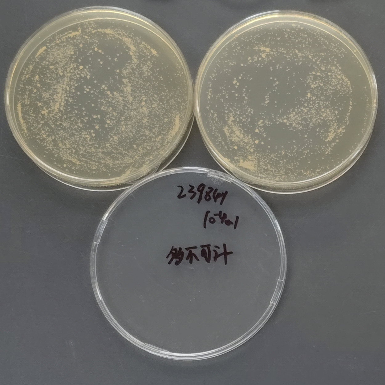 Bacillus subtilis-BNCC