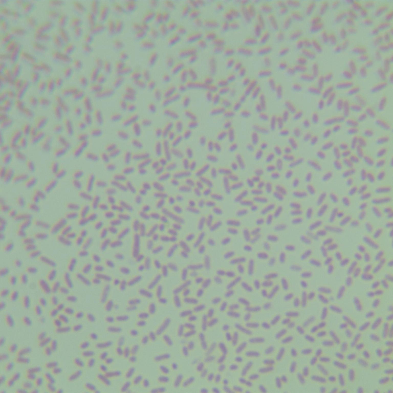 Pseudomonas aeruginosa-BNCC