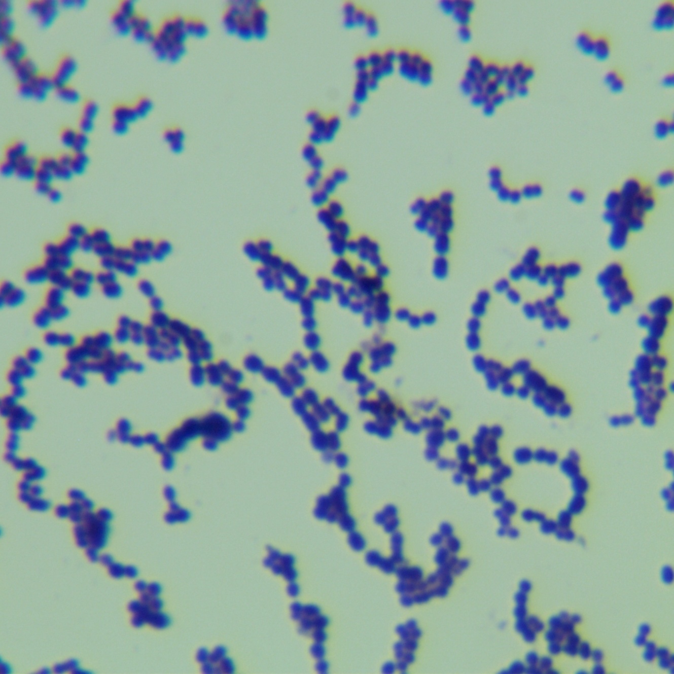 Streptococcus pyogenes-BNCC