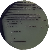 Purple Bacillus-BNCC