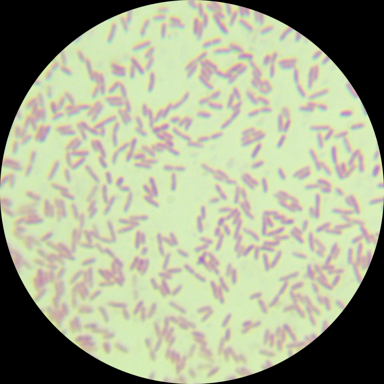 Purple Bacillus-BNCC