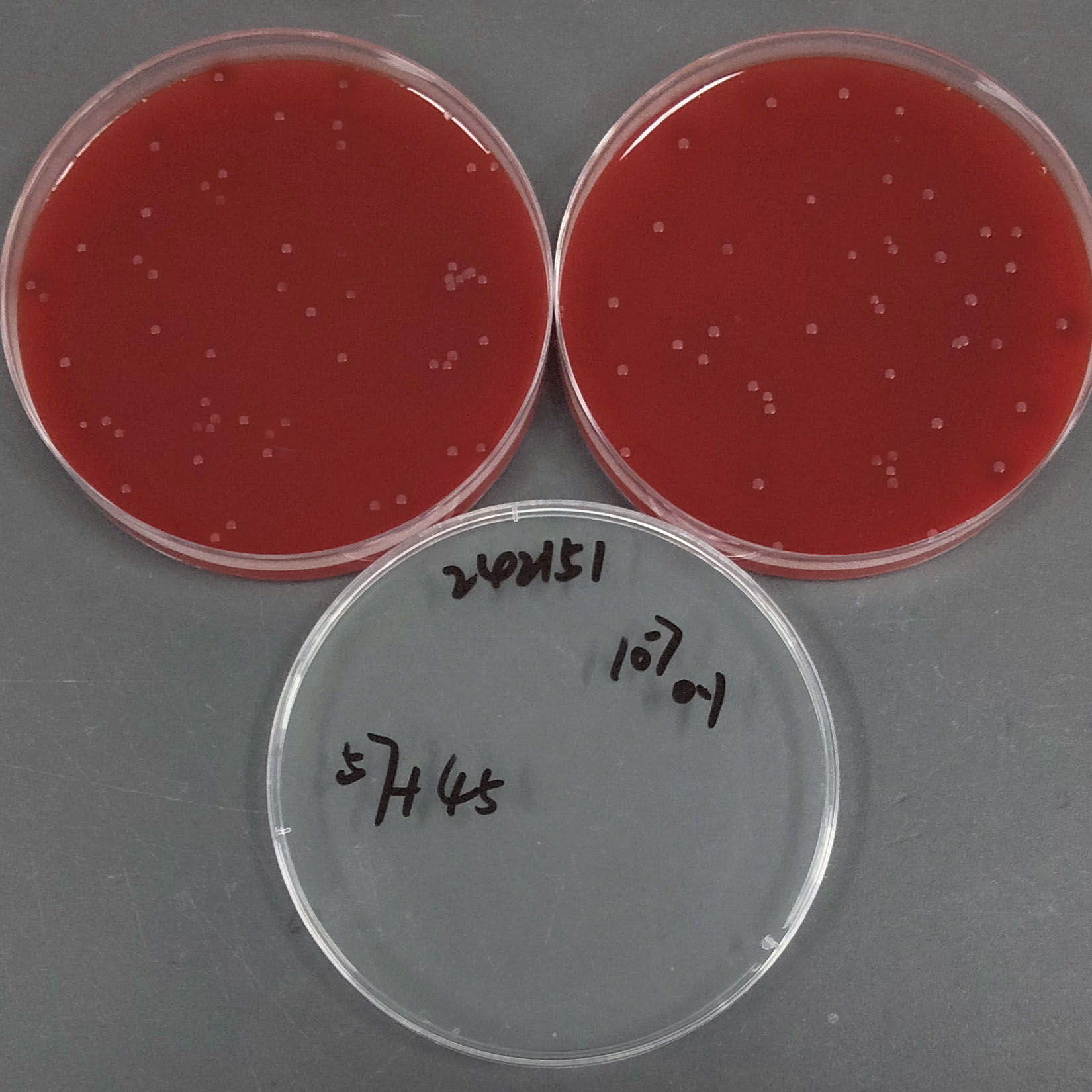 Neisseria gonorrhoeae-BNCC