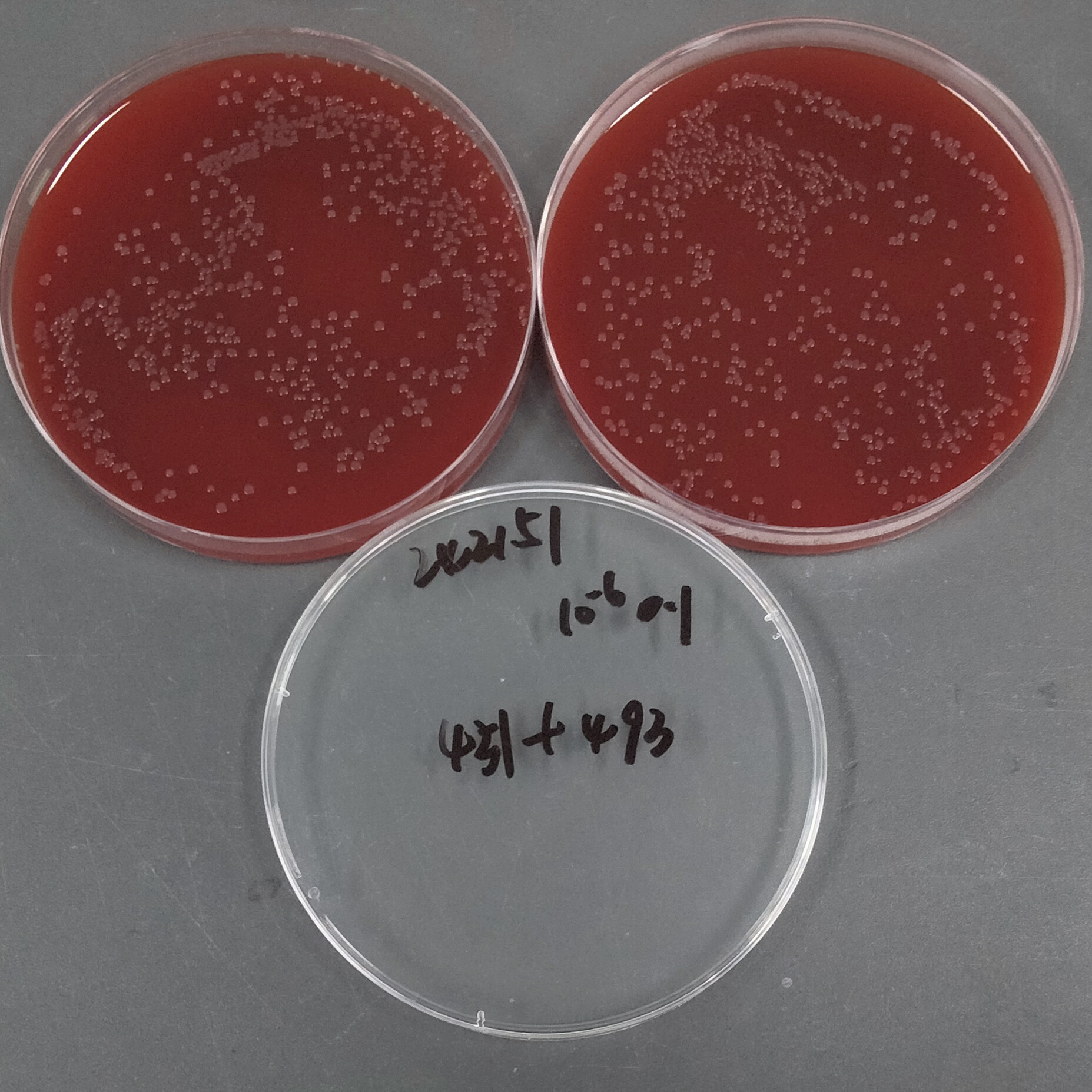 Neisseria gonorrhoeae-BNCC