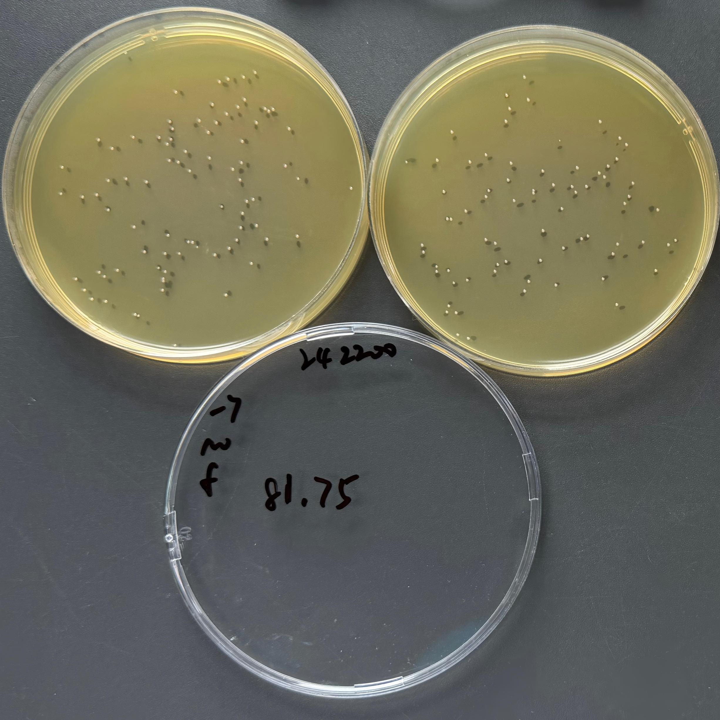 Enterococcus faecalis-BNCC