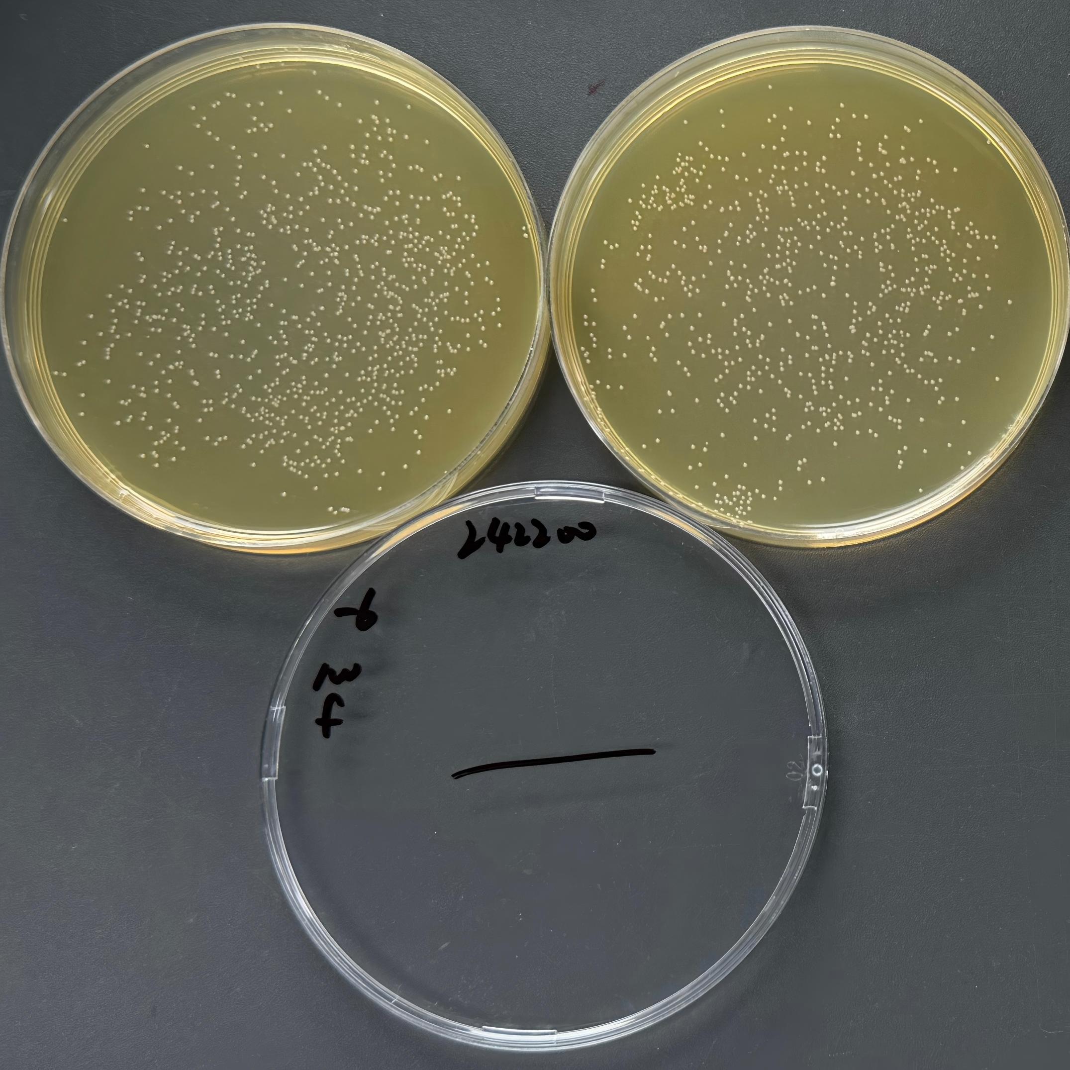 Enterococcus faecalis-BNCC