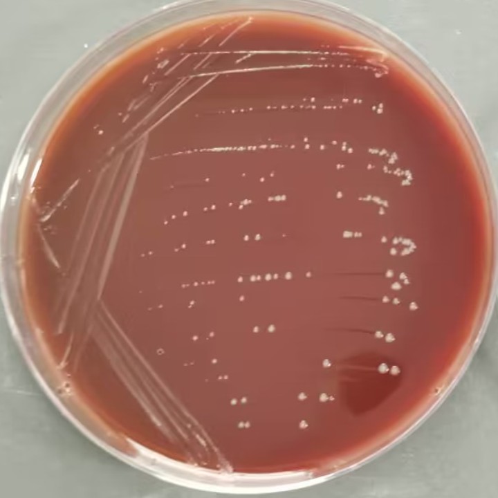 Neisseria gonorrhoeae-BNCC