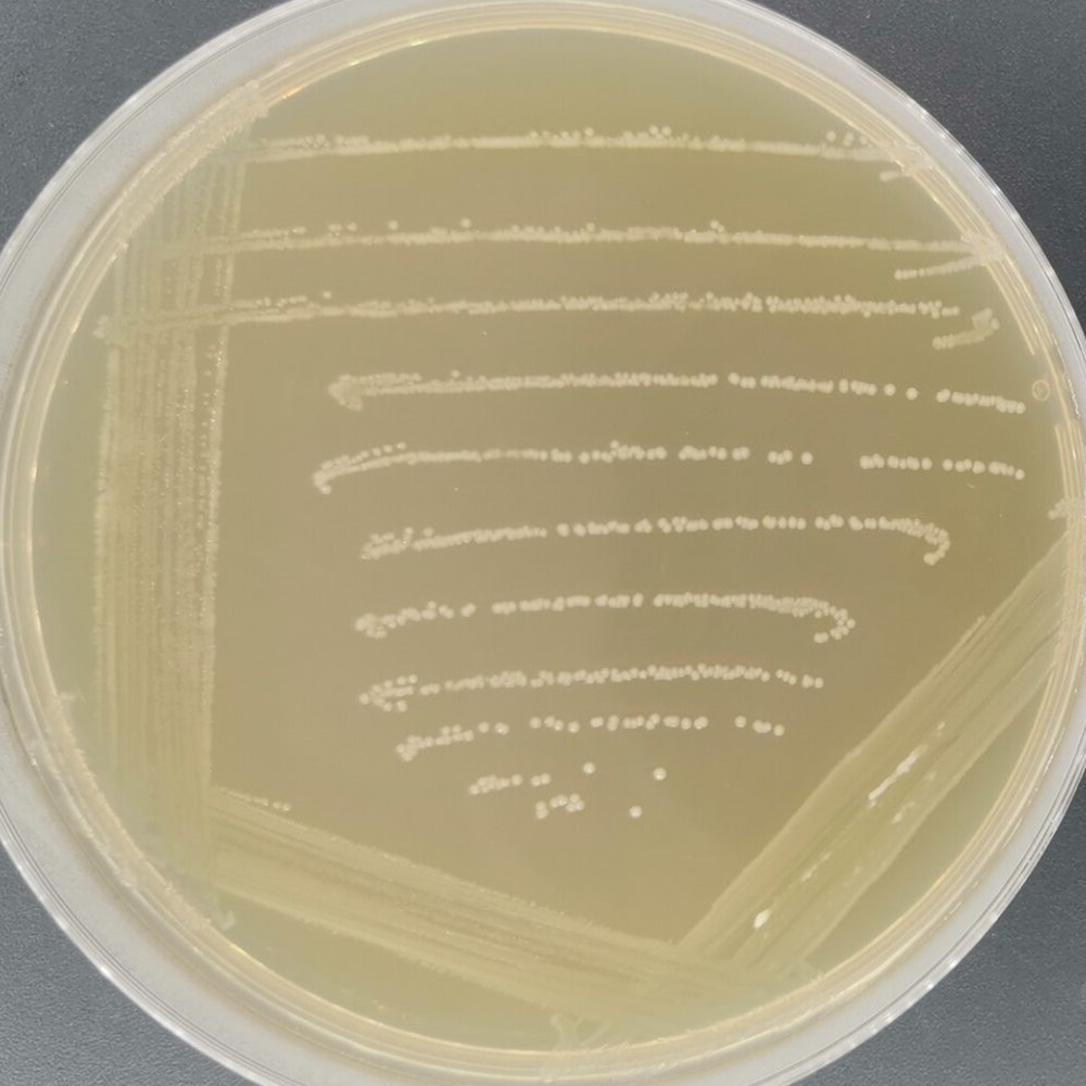 Enterococcus faecalis-BNCC