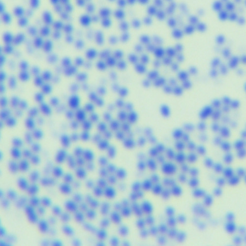 Enterococcus faecalis-BNCC