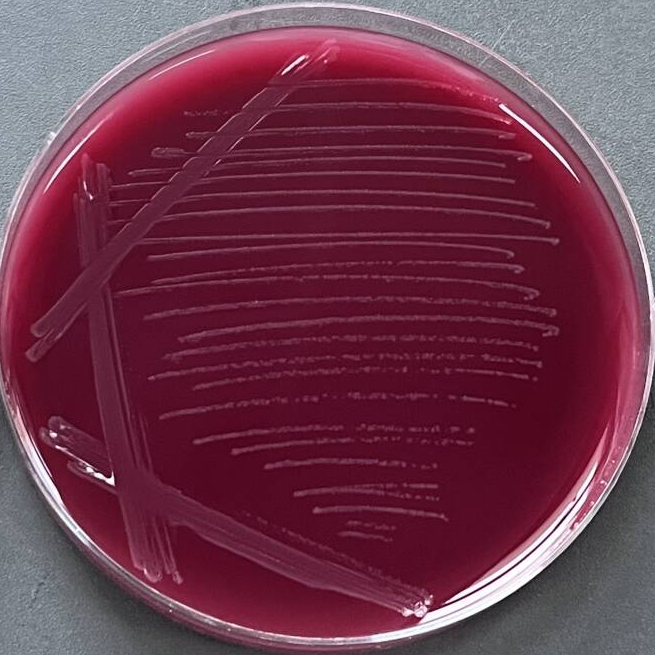 Clostridium difficile 545-BNCC