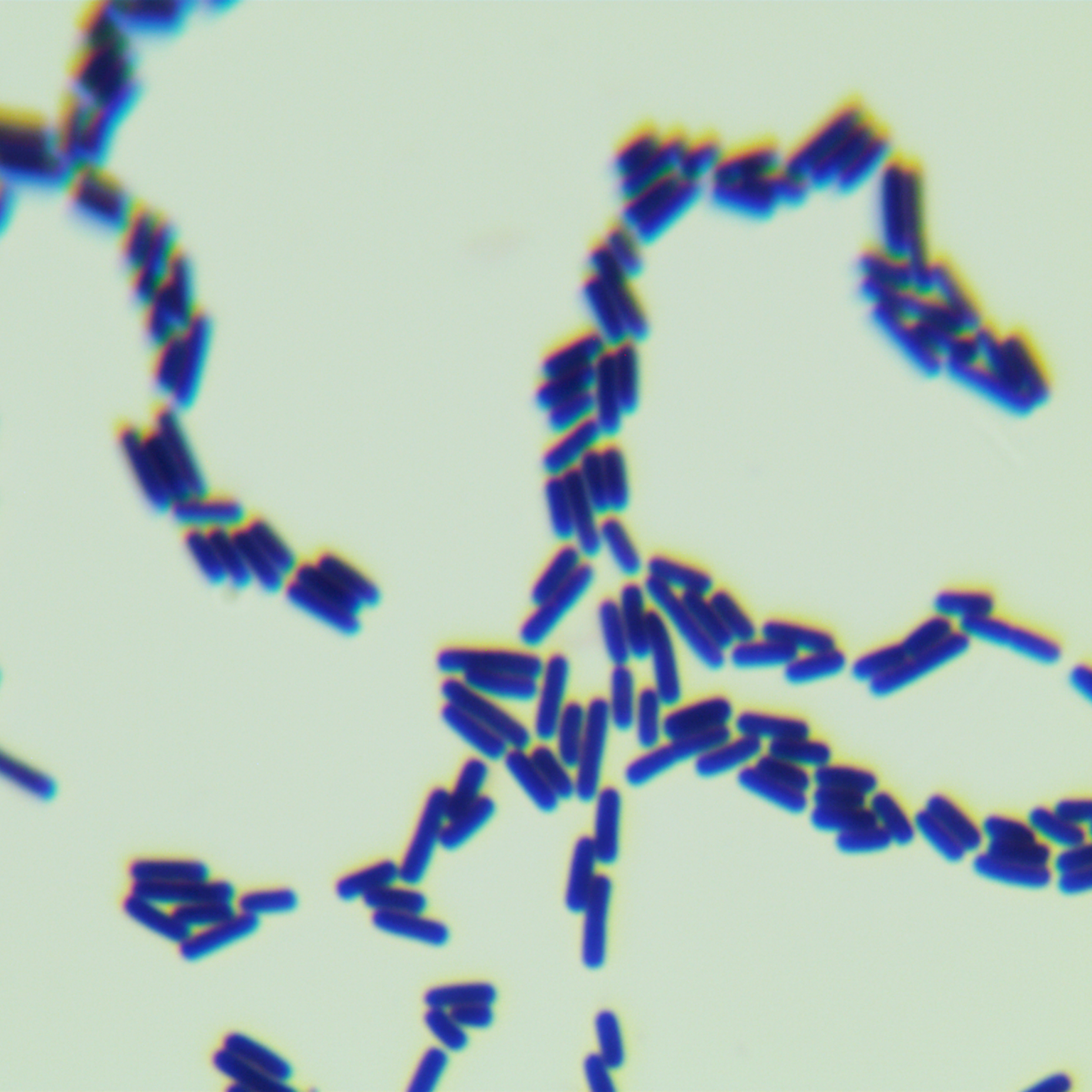 Clostridium difficile 545-BNCC