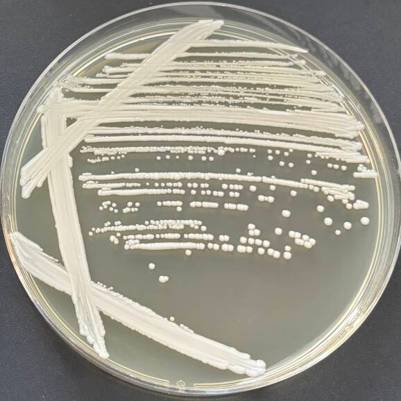 Smooth Candida-BNCC