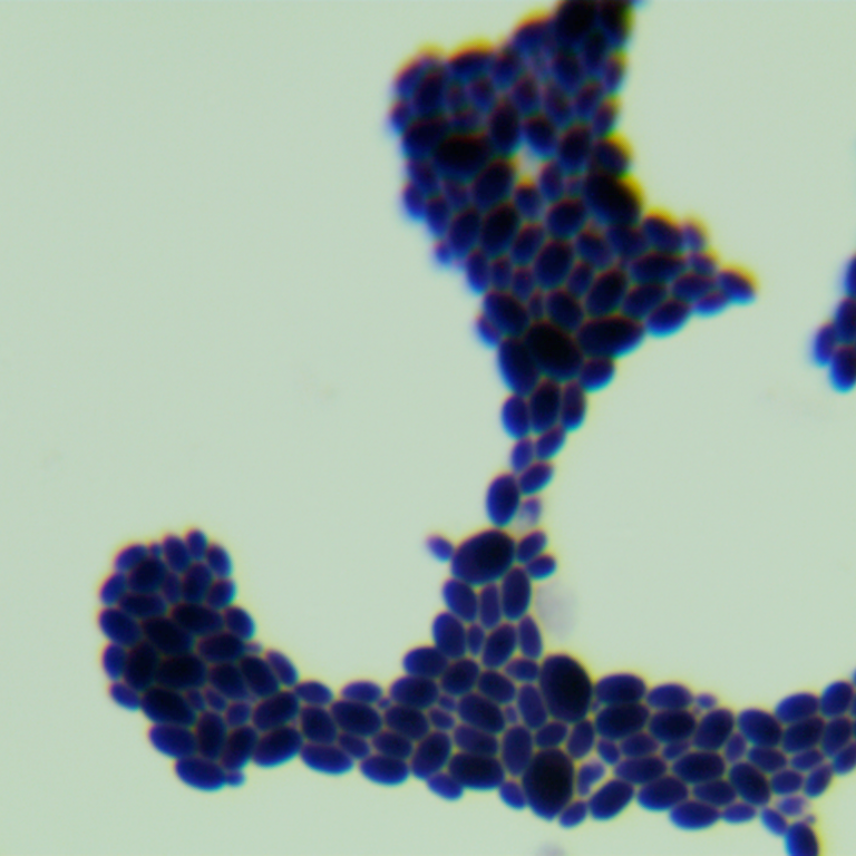 Smooth Candida-BNCC