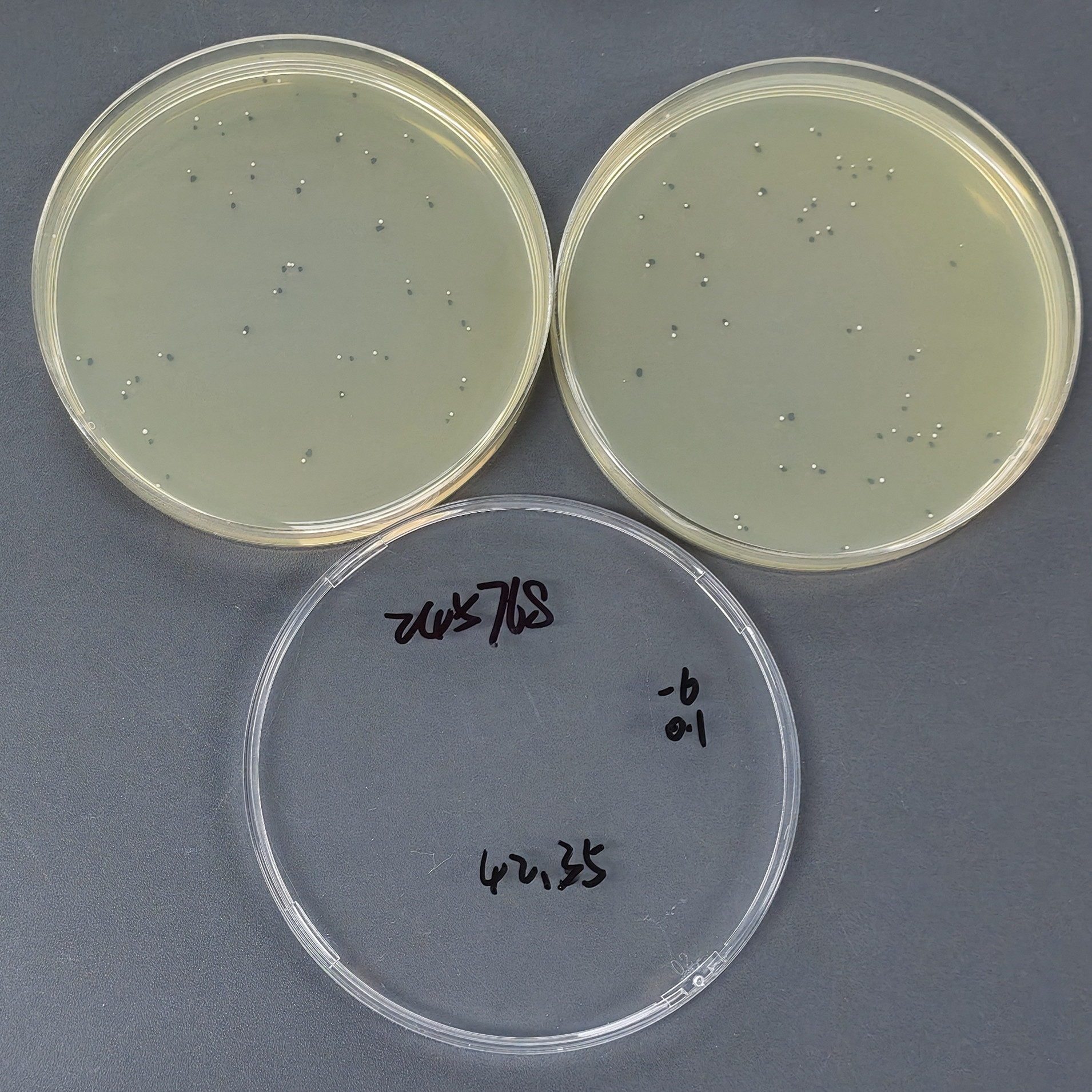 New type of cryptosphere yeast-BNCC