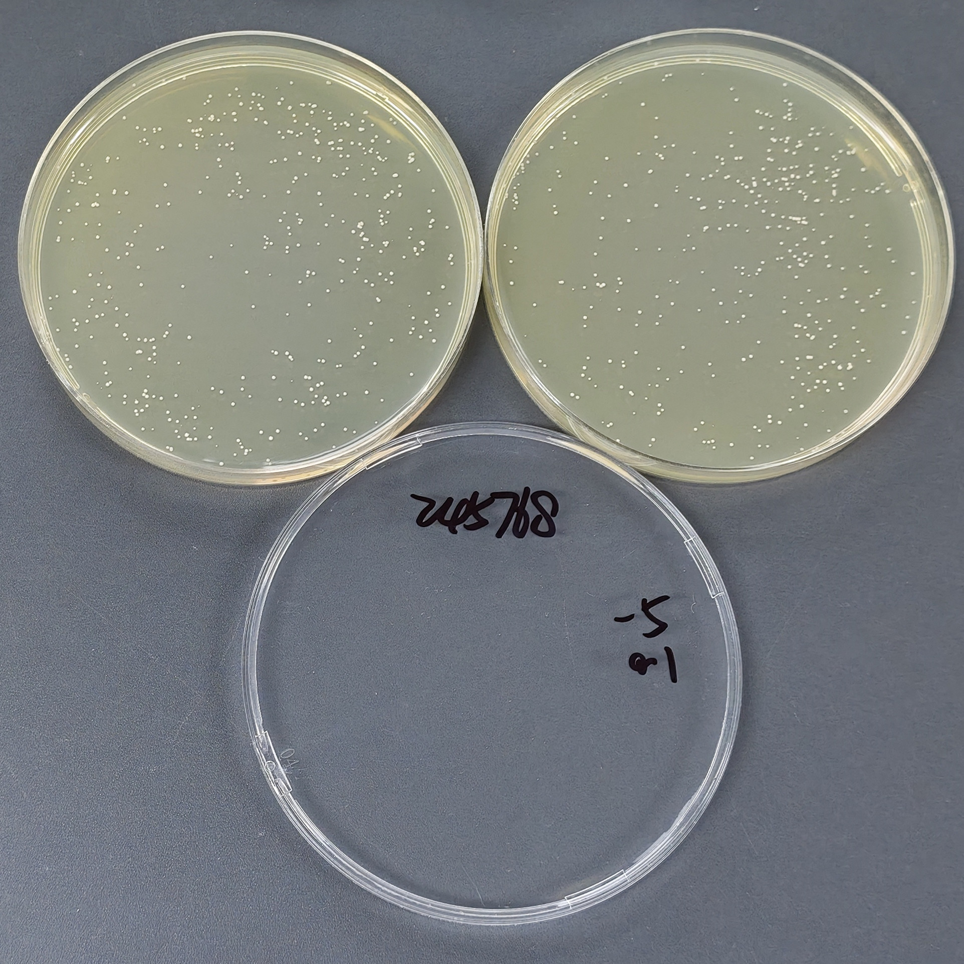 New type of cryptosphere yeast-BNCC