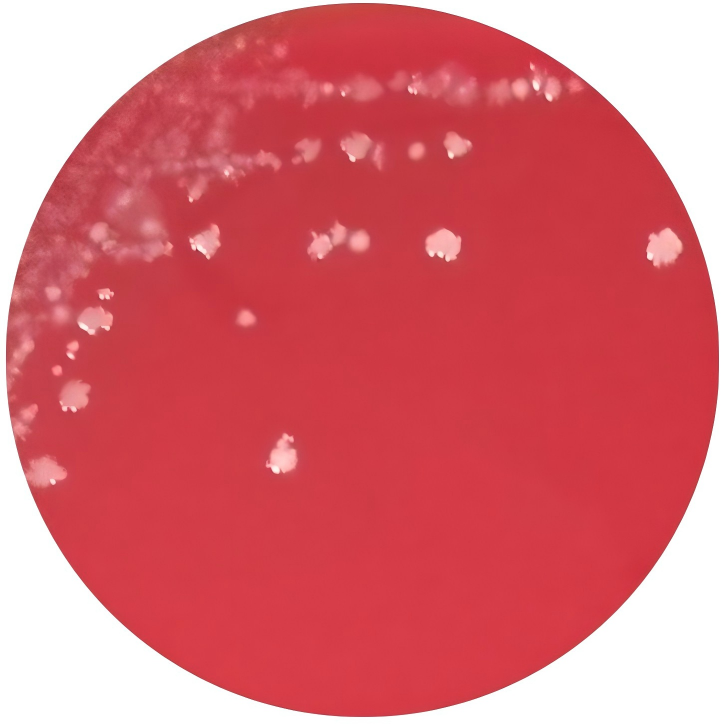 Clostridium sporogenes-BNCC