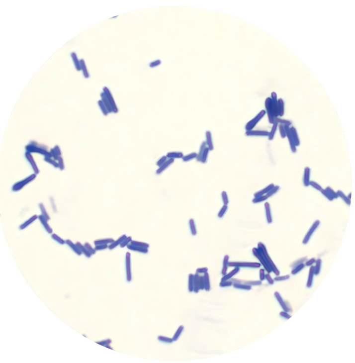 Clostridium sporogenes-BNCC