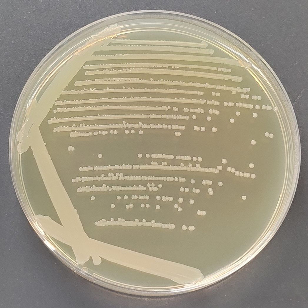 Staphylococcus aureus subsp. aureus-BNCC