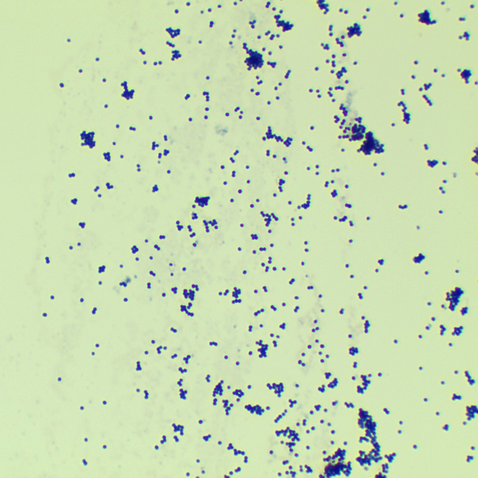 Staphylococcus aureus subsp. aureus-BNCC