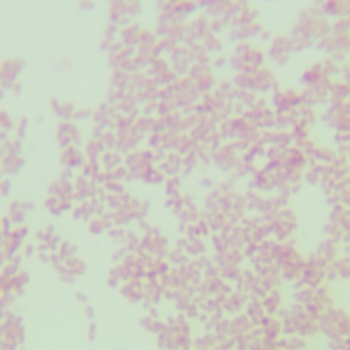 Odorous pseudomonas-BNCC