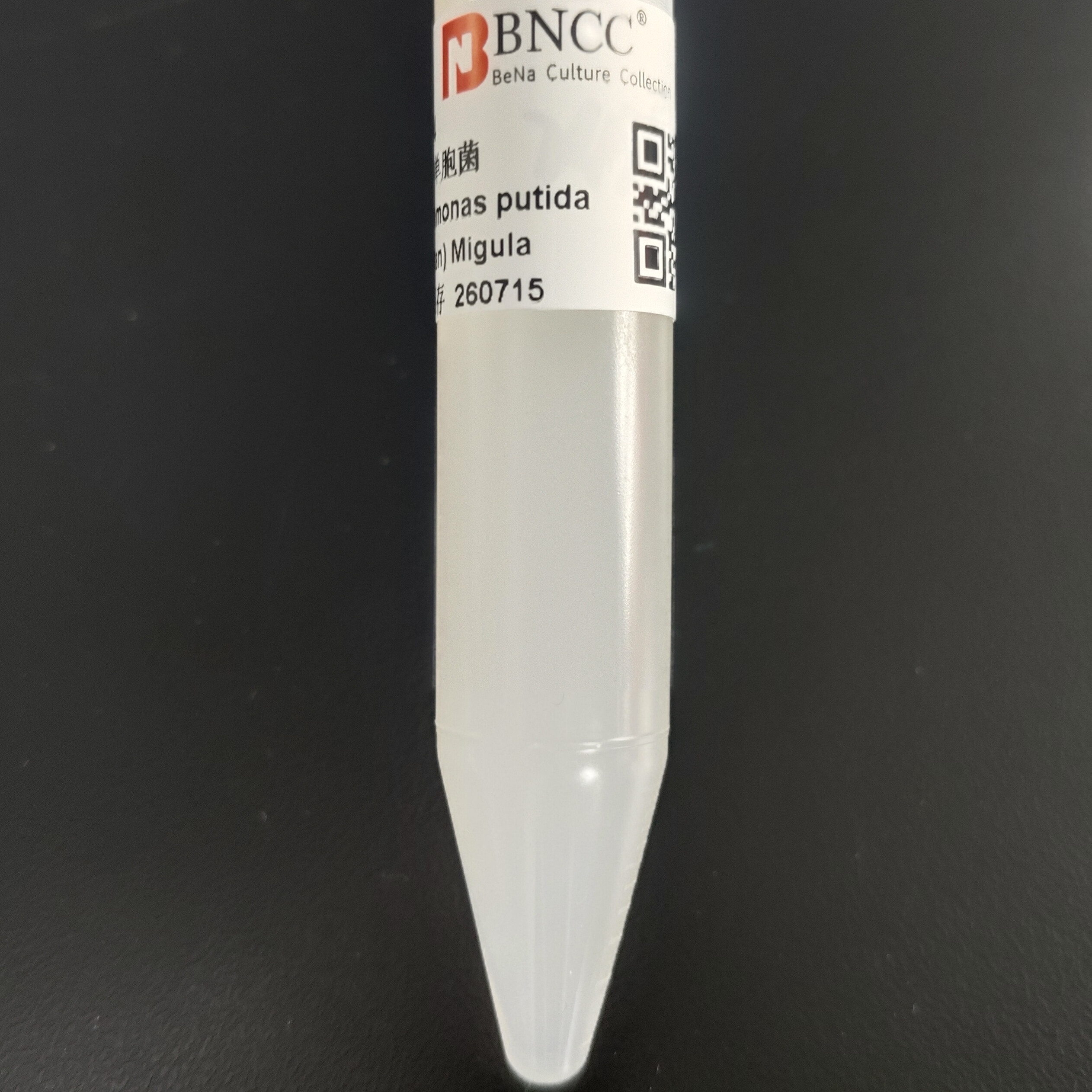 Odorous pseudomonas-BNCC