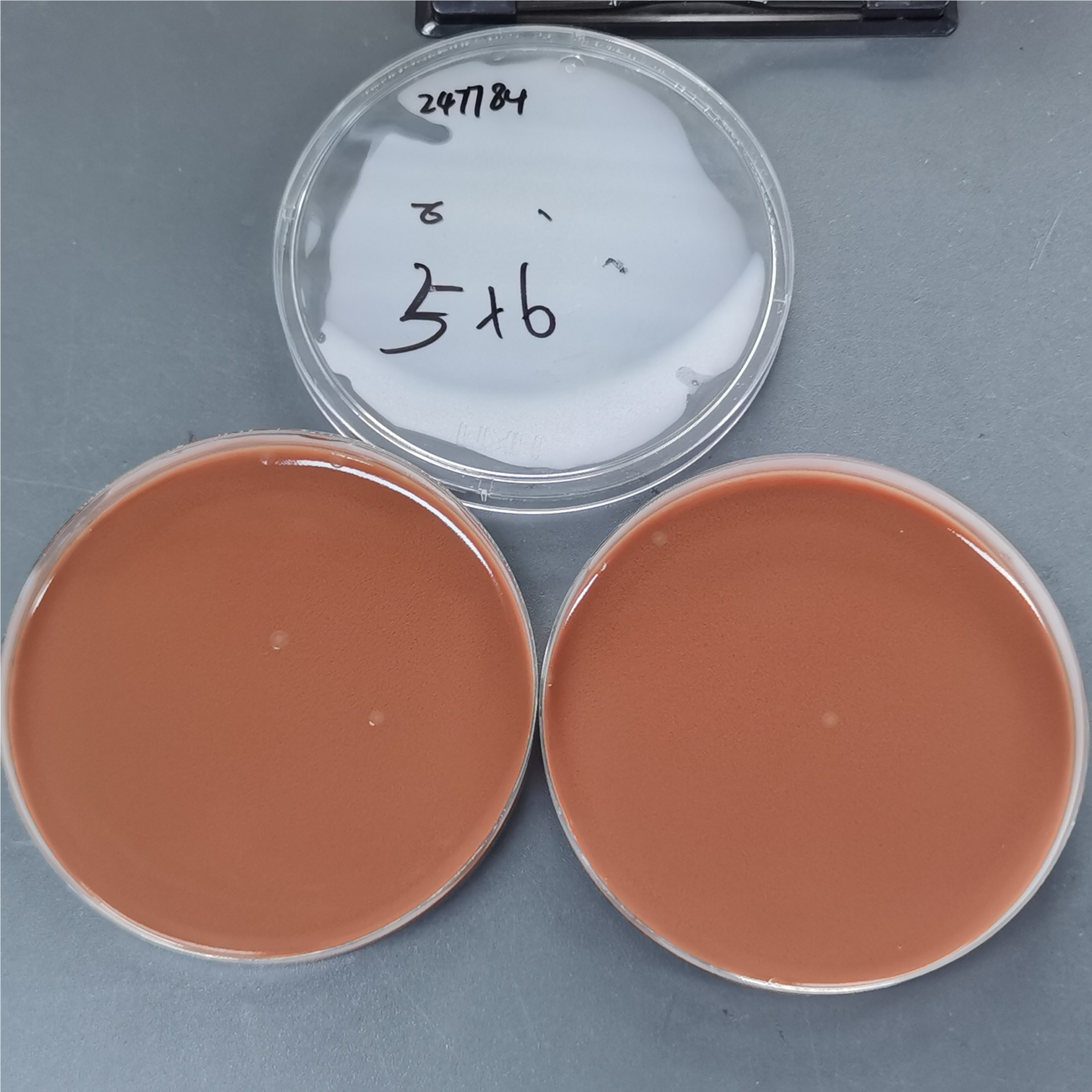 Neisseria gonorrhoeae BDMS T4145-BNCC
