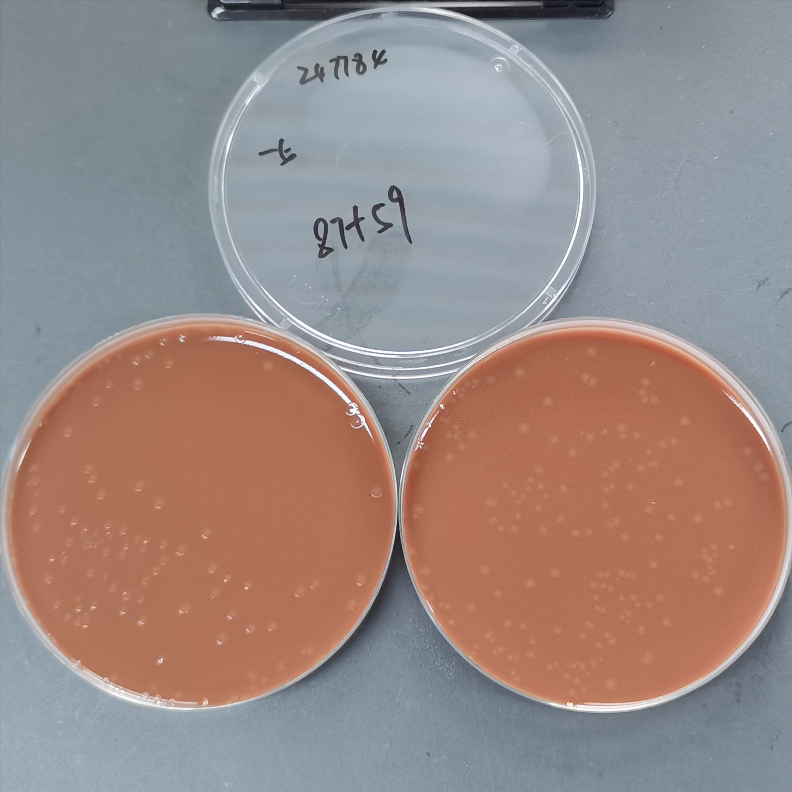 Neisseria gonorrhoeae BDMS T4145-BNCC