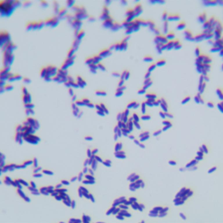 Clostridium perfringens-BNCC
