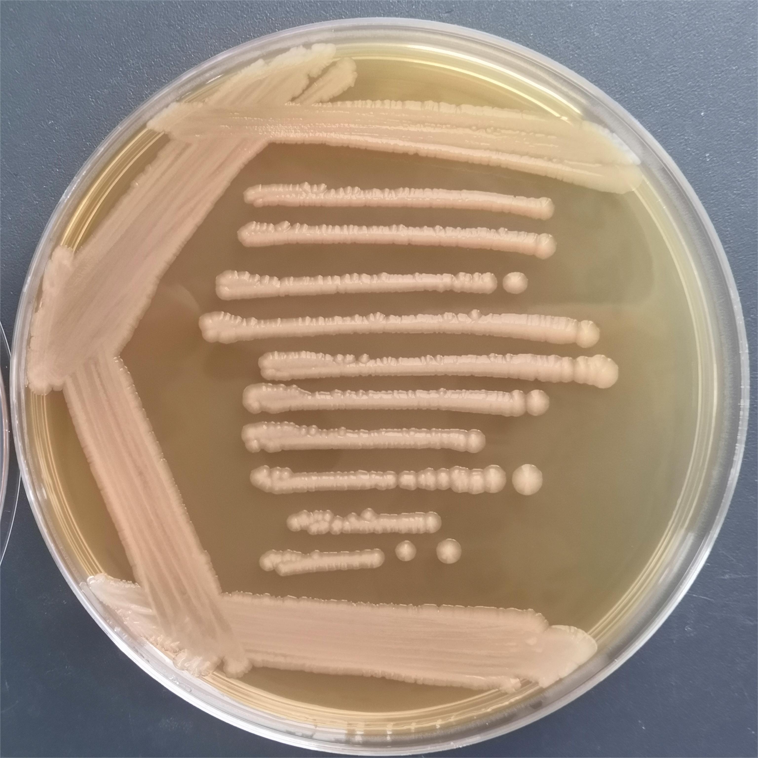 Alkaline producing Propionibacterium-BNCC