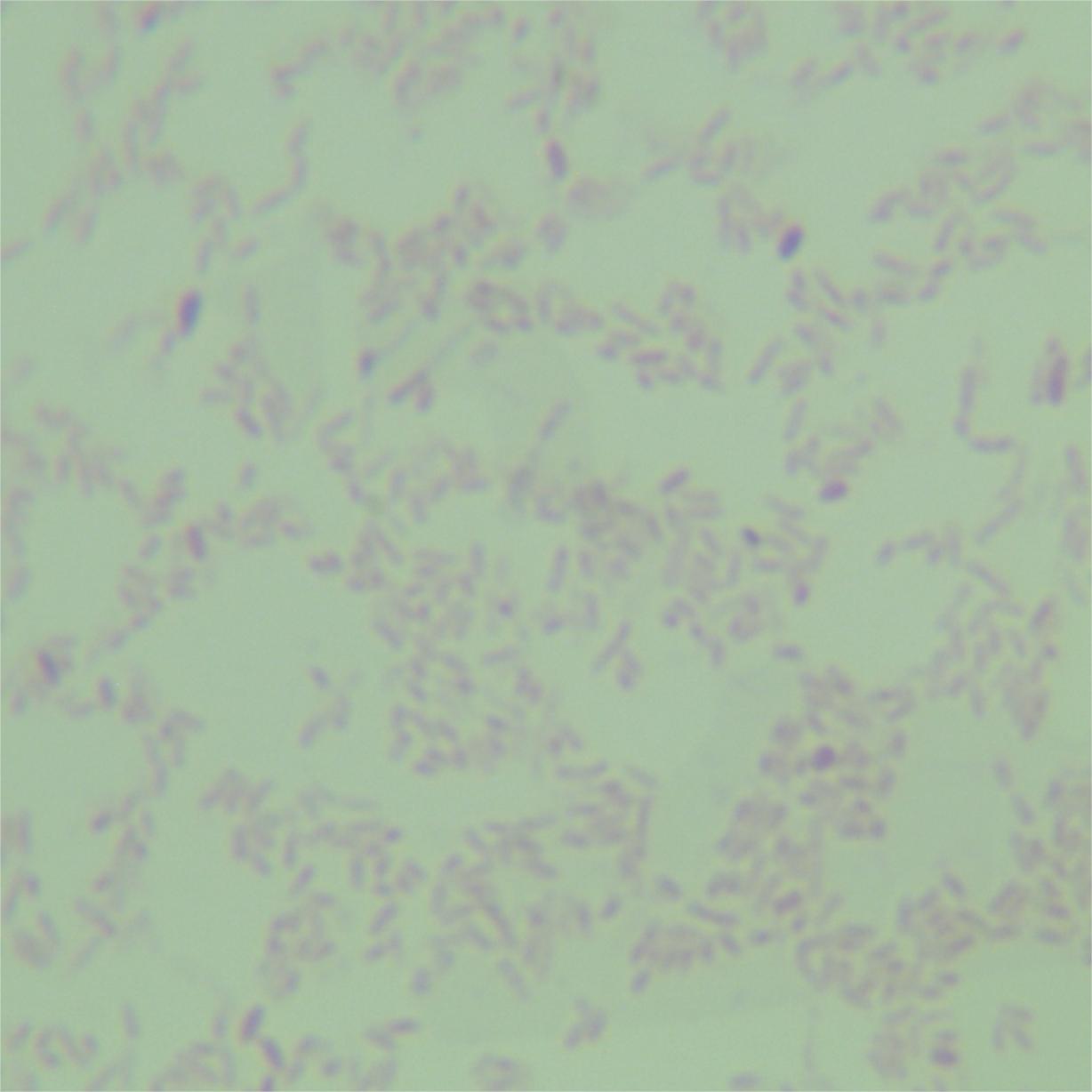 Alkaline producing Propionibacterium-BNCC