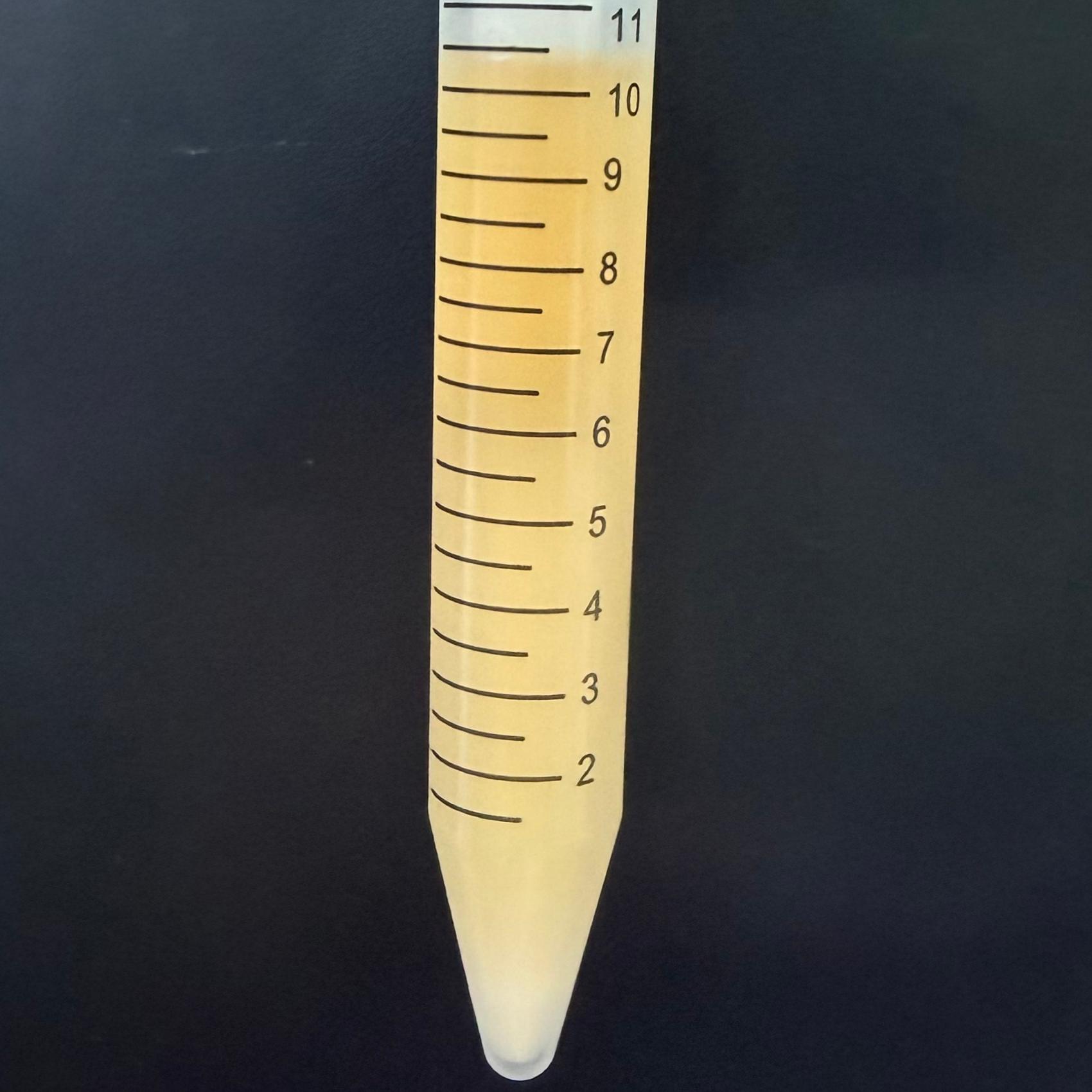Cryptococcus neoformans-BNCC
