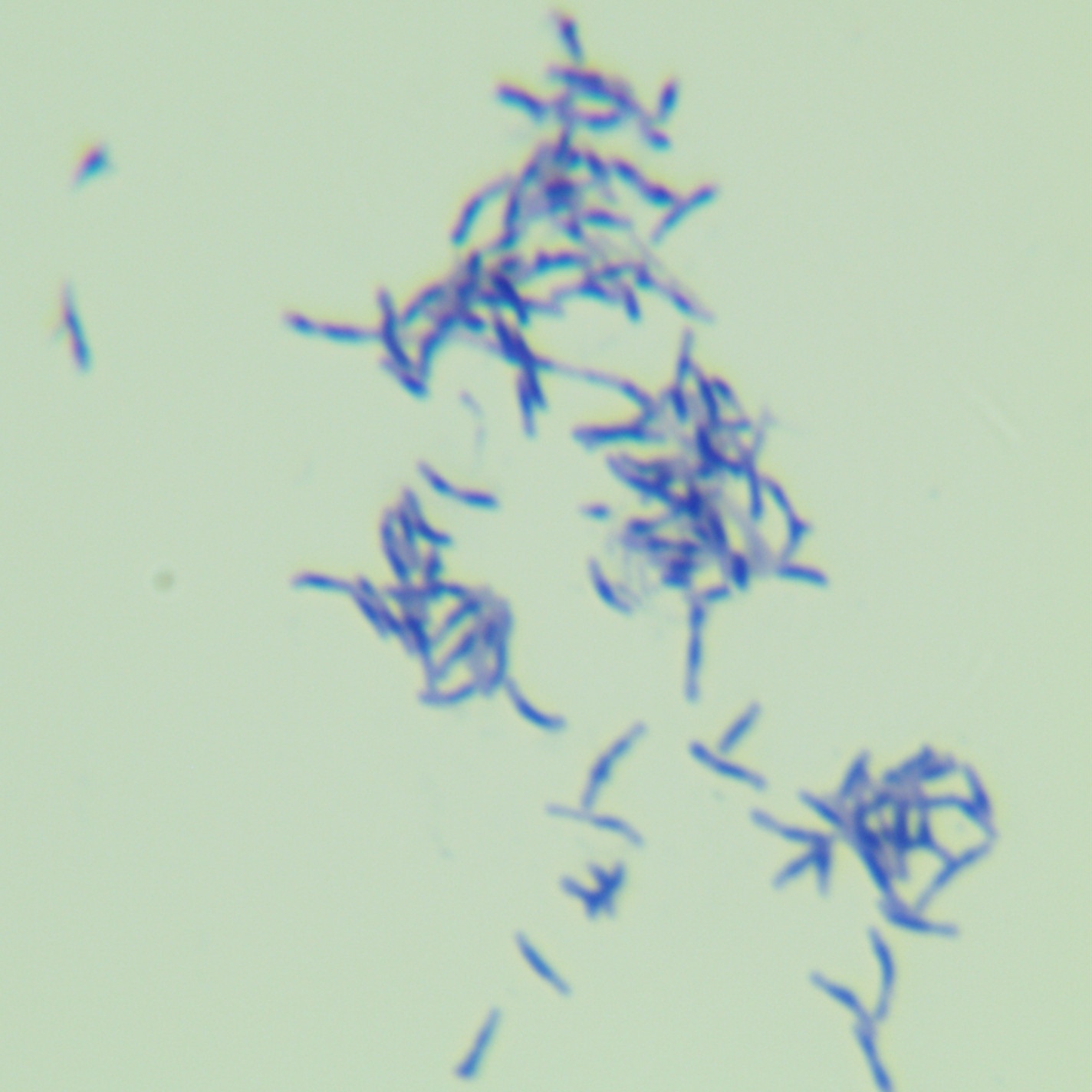 Hard rod-shaped bacteria-BNCC