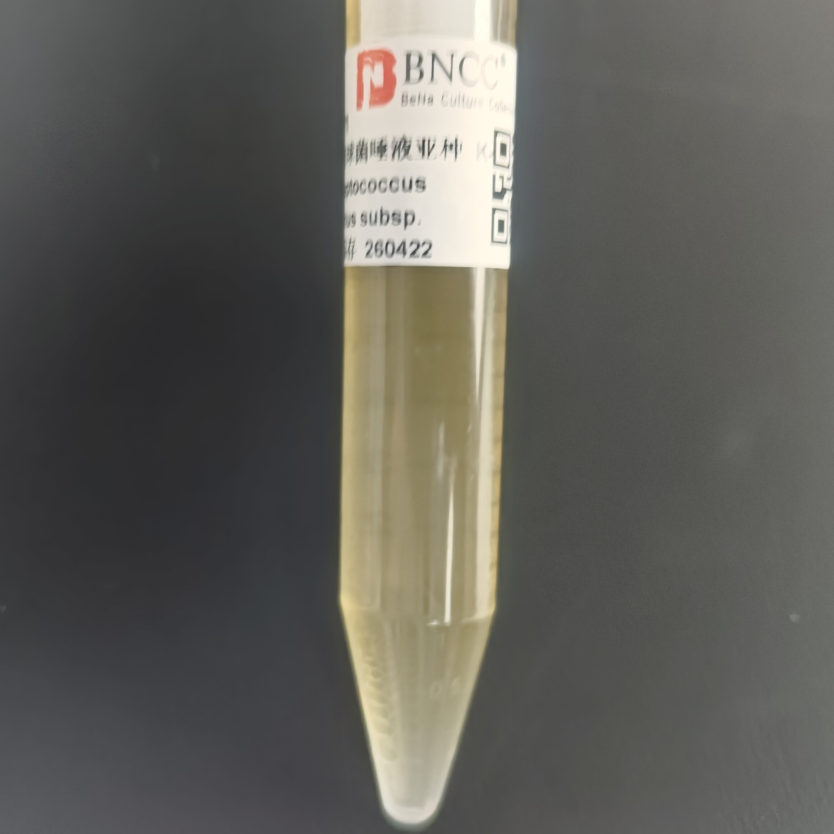 Streptococcus salivarius subsp. salivarius K-12-BNCC