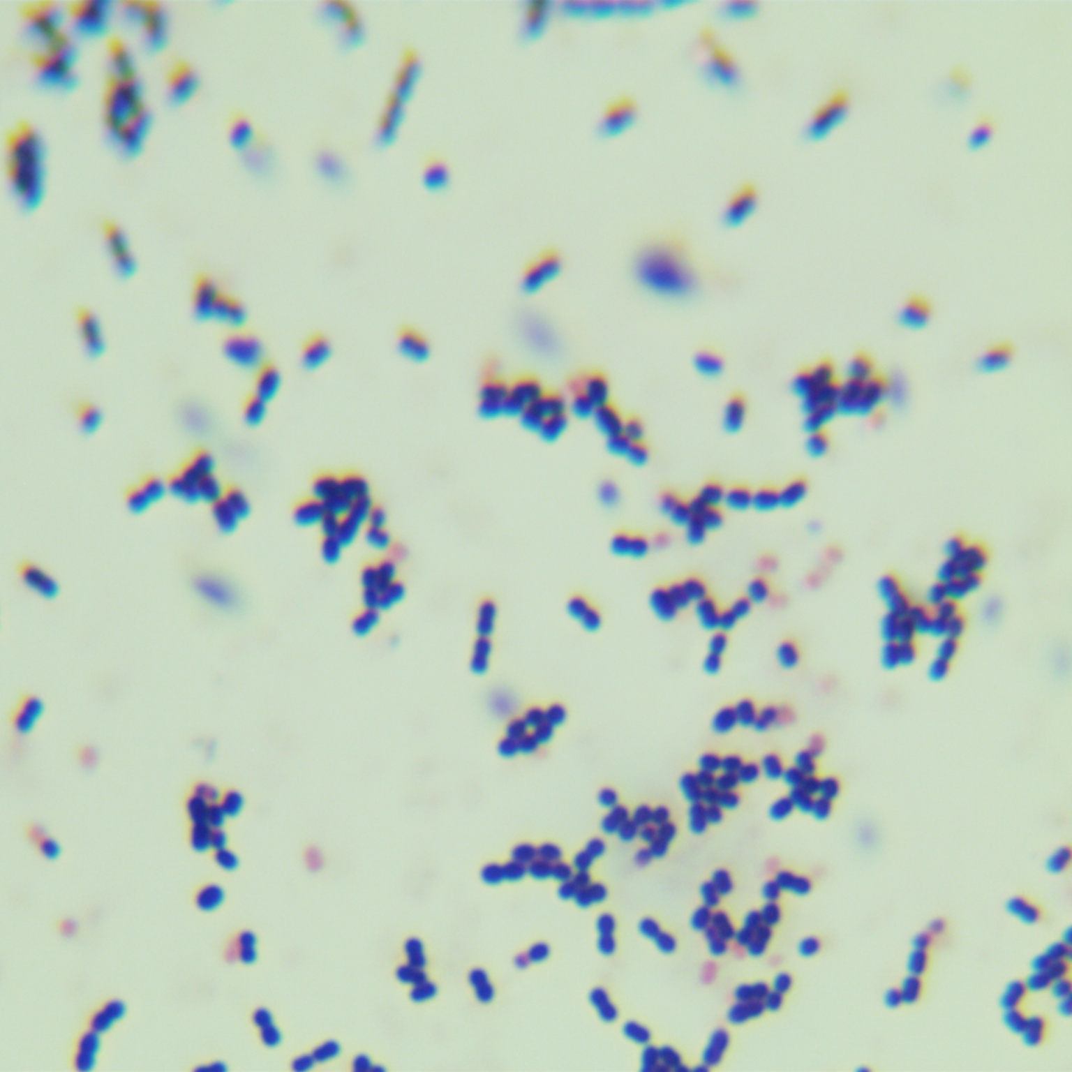 Streptococcus salivarius subsp. salivarius K-12-BNCC