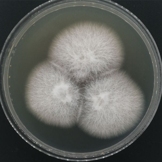 Fusarium-BNCC