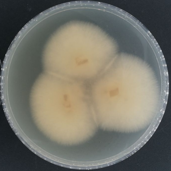 Fusarium-BNCC