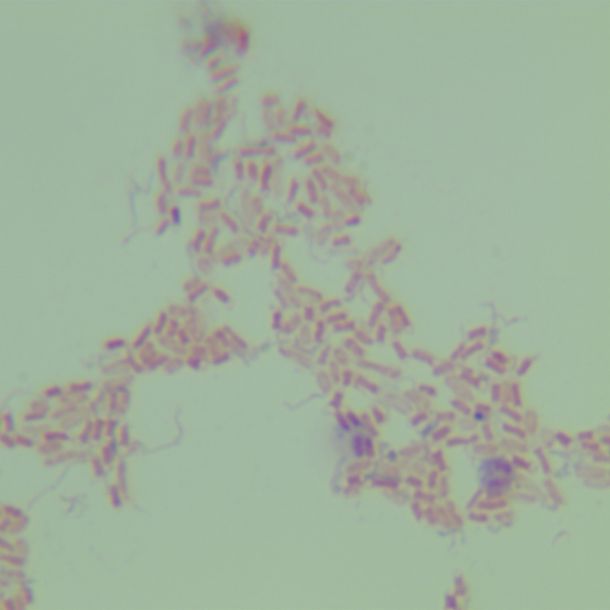 Slender Chlorella-BNCC