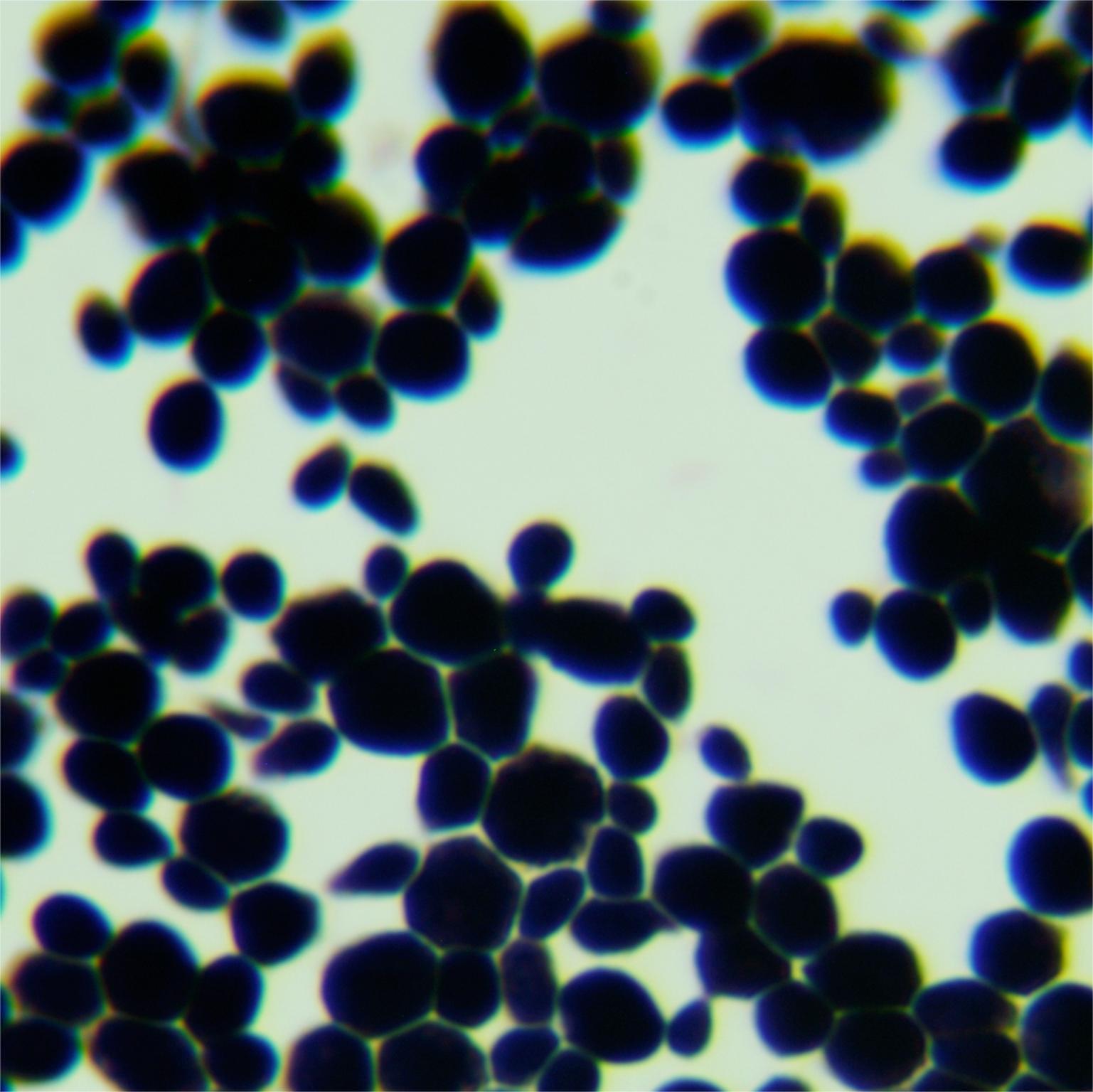 Saccharomyces cerevisiae-BNCC