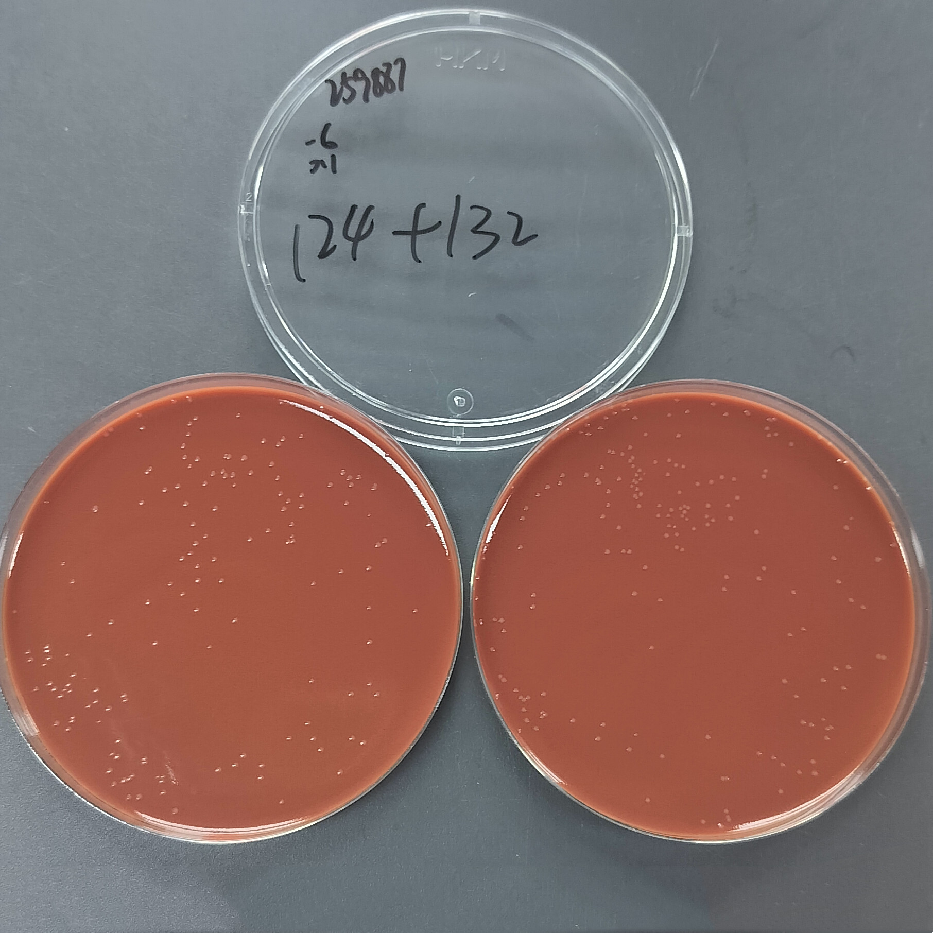 Haemophilus influenzae-BNCC