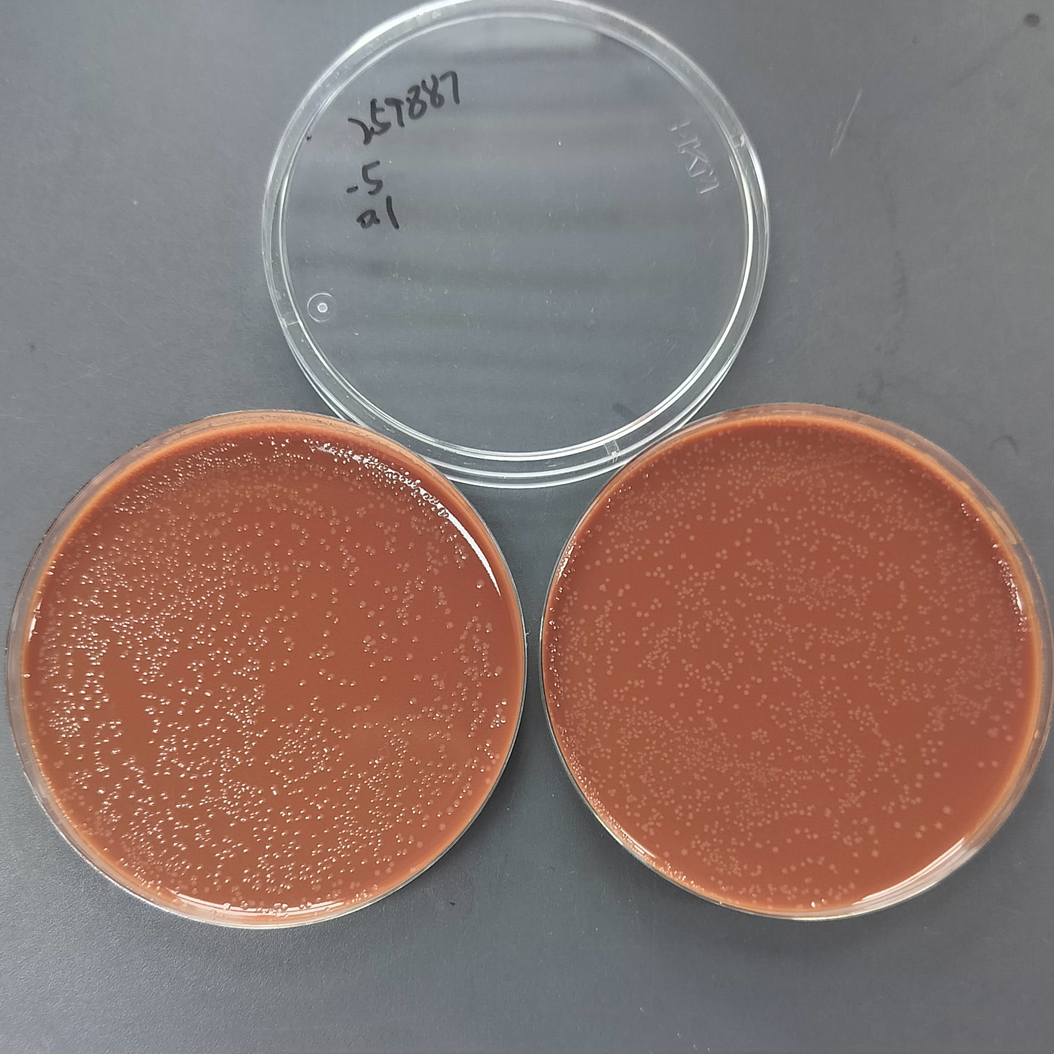 Haemophilus influenzae-BNCC