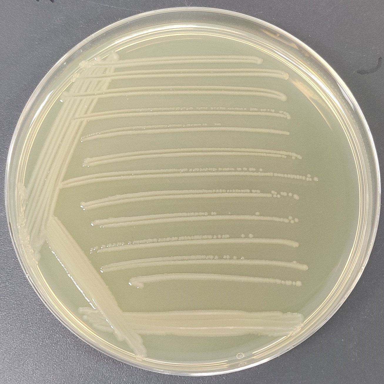 Salmonella enteritidis subspecies-BNCC