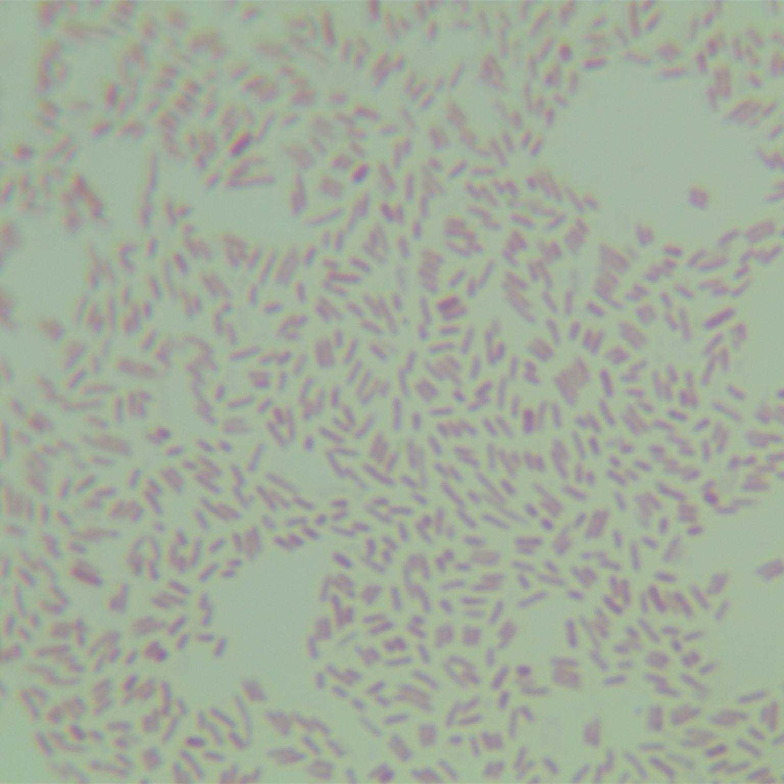 Salmonella enteritidis subspecies-BNCC