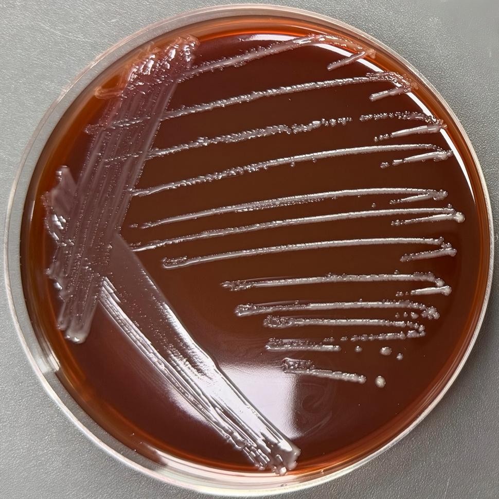Oval shaped Bacteroidetes-BNCC