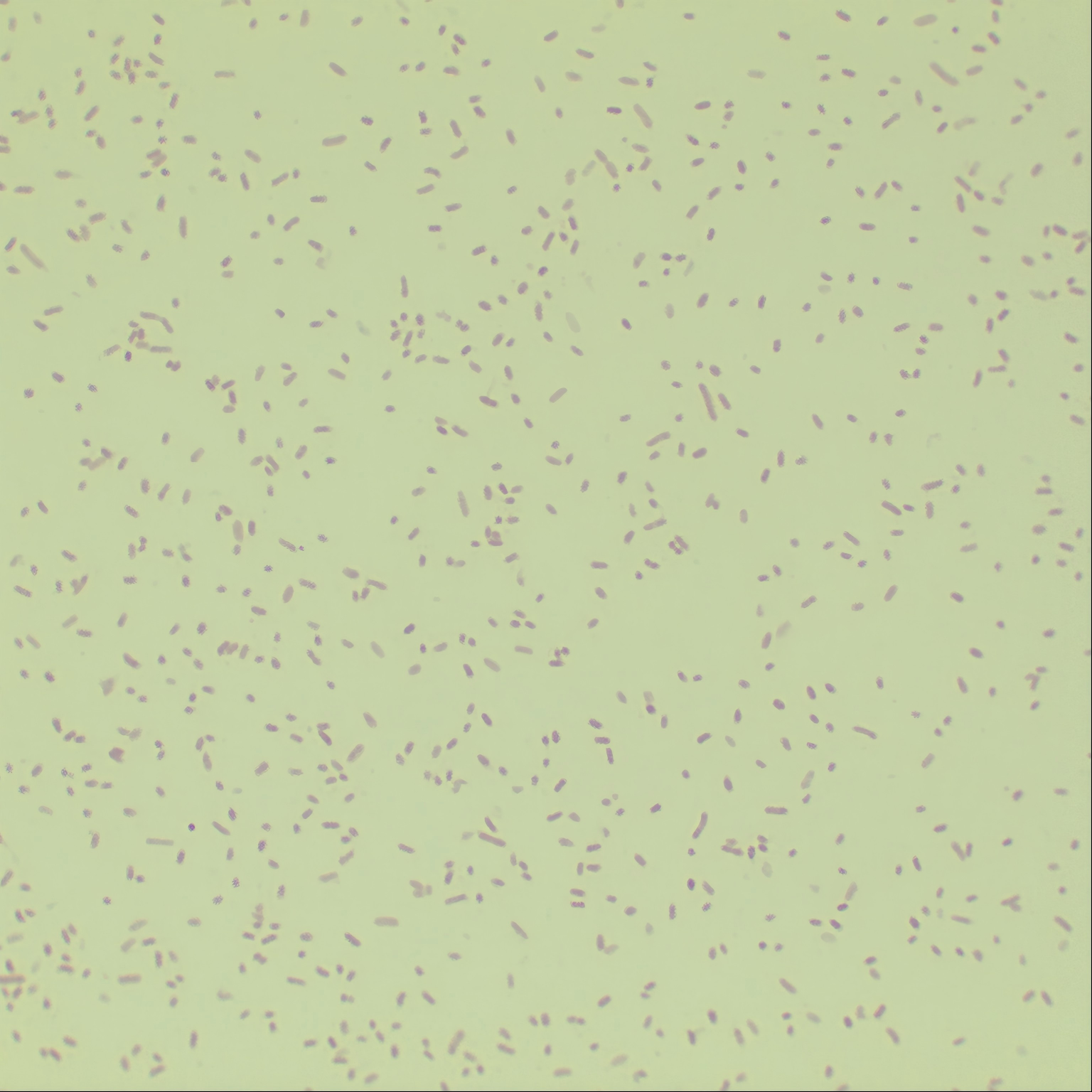Oval shaped Bacteroidetes-BNCC