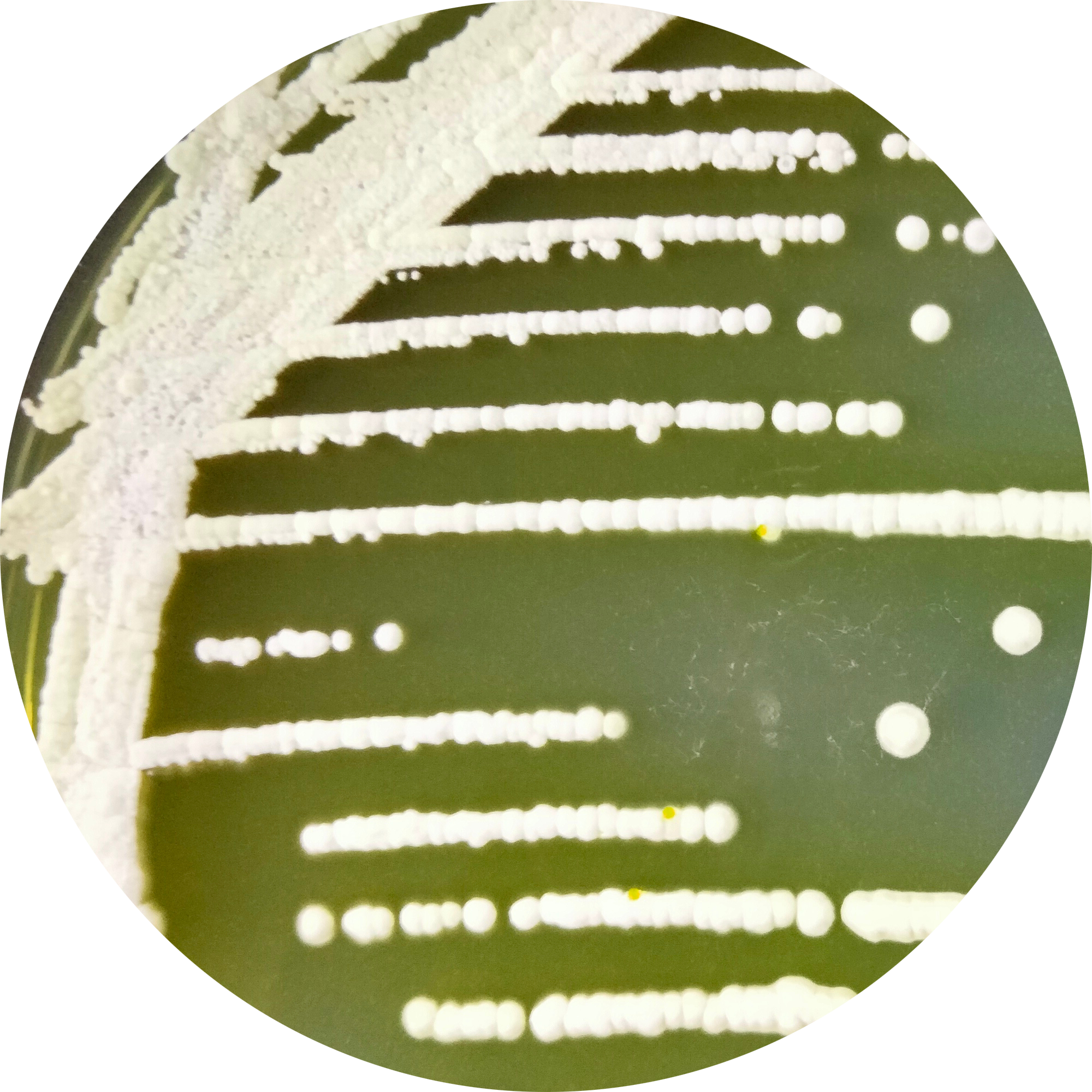 Streptomyces threomyceticus-BNCC
