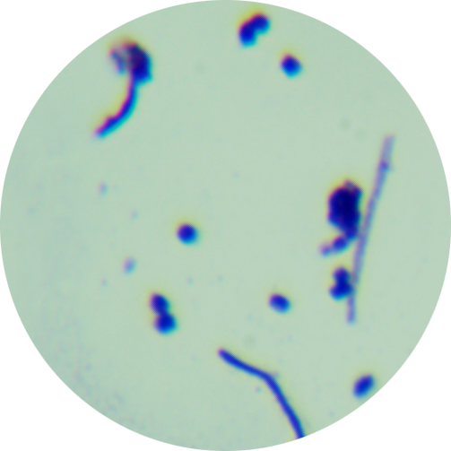 Streptomyces threomyceticus-BNCC