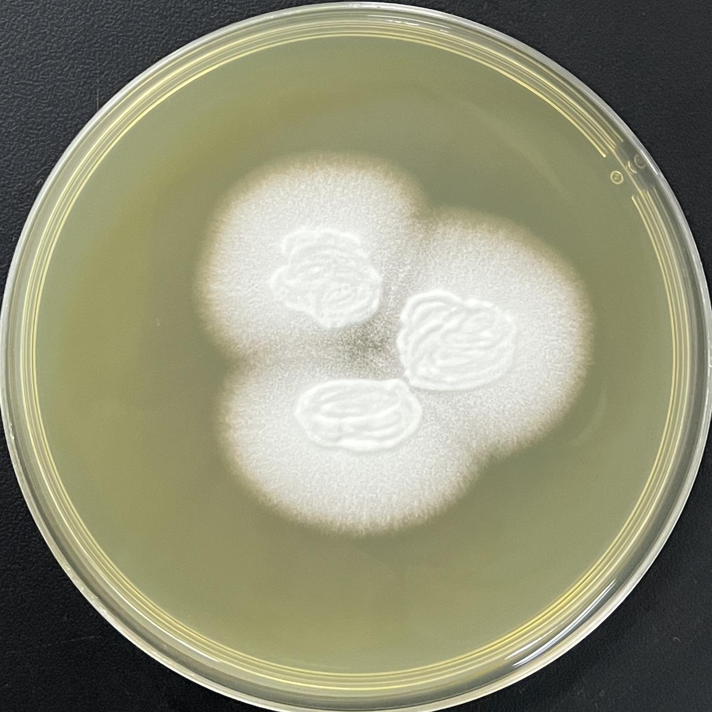 Trichophyton interdactylum-BNCC