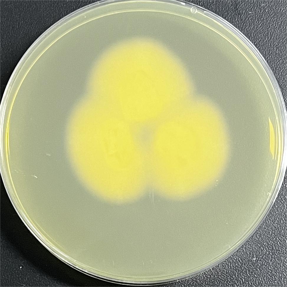 Trichophyton interdactylum-BNCC